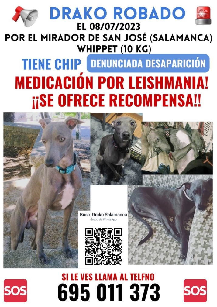 Ofrecen recompensa por recuperar este perro, desparecido cerca del mirador de San Jos&eacute; | Imagen 1