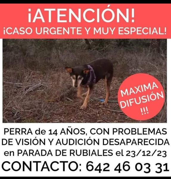 Piden ayuda para encontrar a una perra sorda desaparecida desde el 23 de diciembre  | Imagen 1