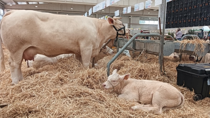 Starsmillion, la ternera charolesa de apenas dos meses que enternece Salamaq | Imagen 1