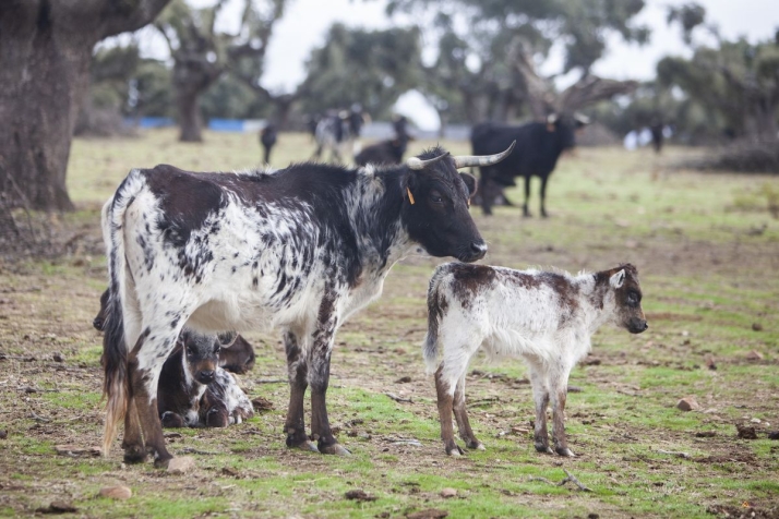 Toros del Pic&oacute;n, un sue&ntilde;o que se convirti&oacute; en realidad en el coraz&oacute;n del Campo Charro (FOTOS) | Imagen 2